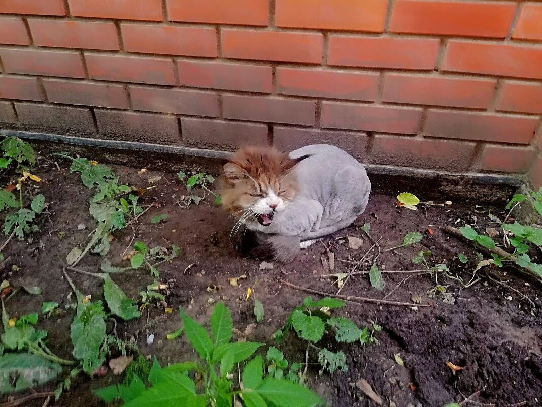 Соседский кот Сеня. - Михаил Столяров