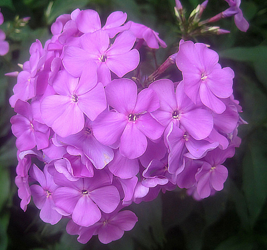 Флоксы - Елена Семигина