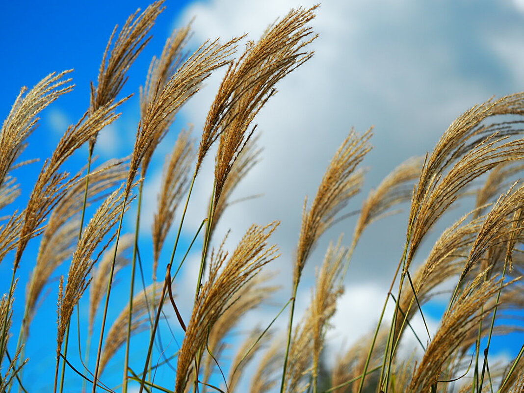 Декоративная трава на фоне неба - wea *