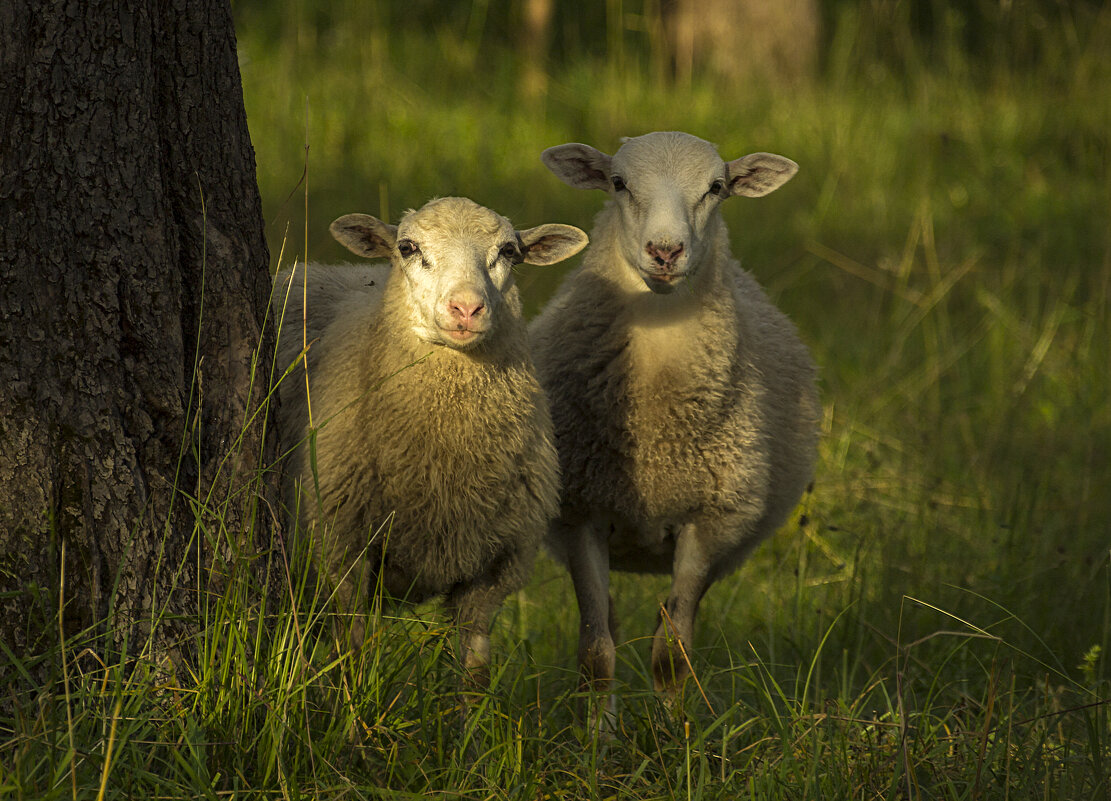 Любопытные овечки - оксана 