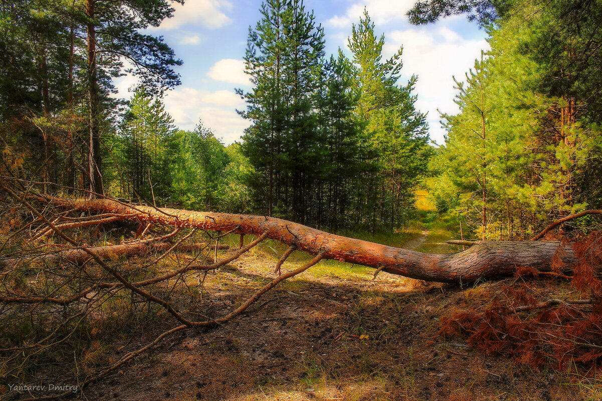 фото поваленных деревьев