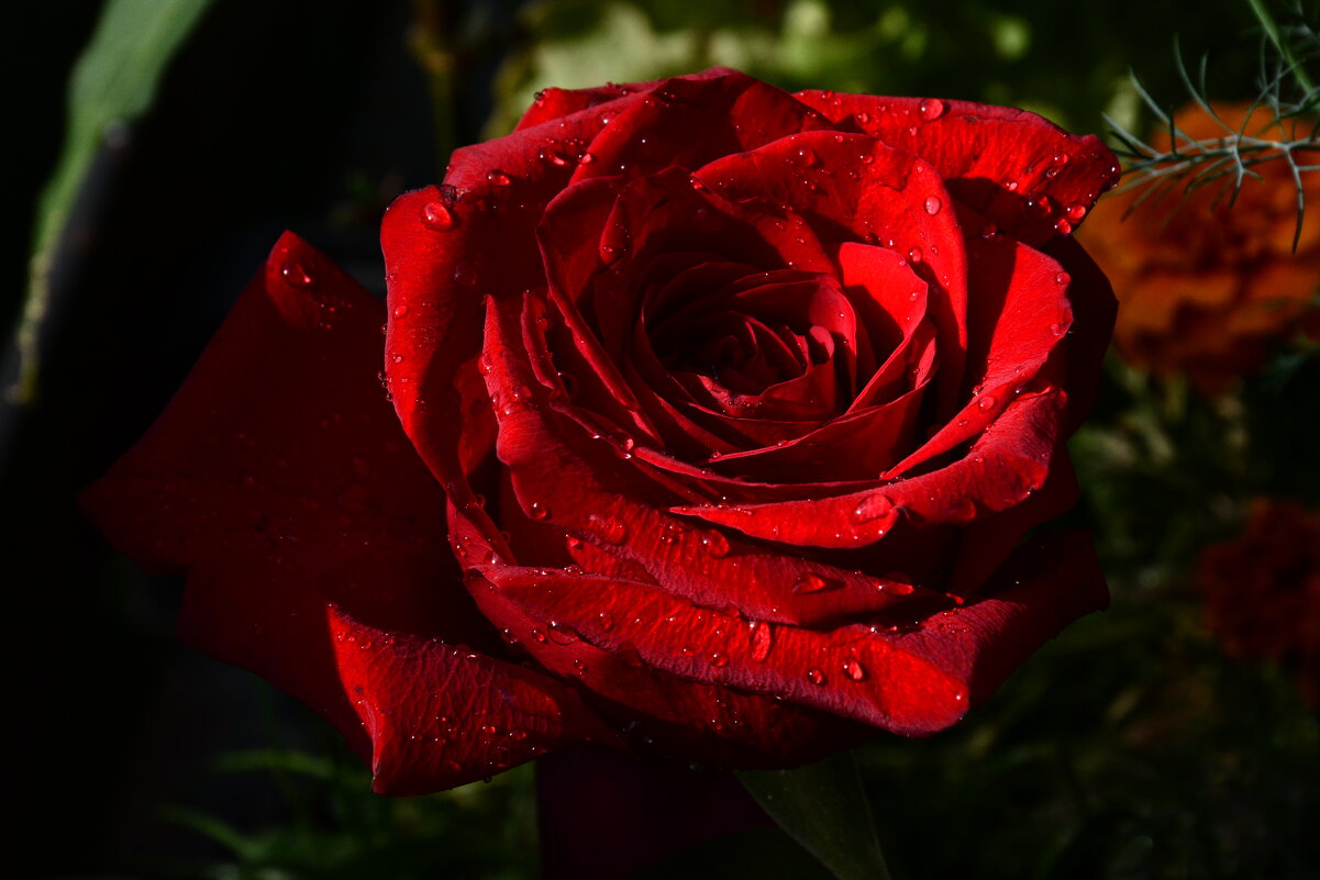 red  rose - Галина R...