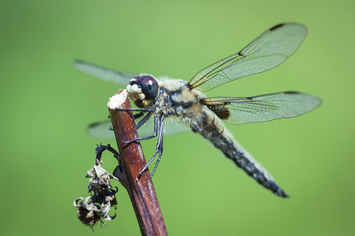 Dragonfly. - Alexandr Gunin