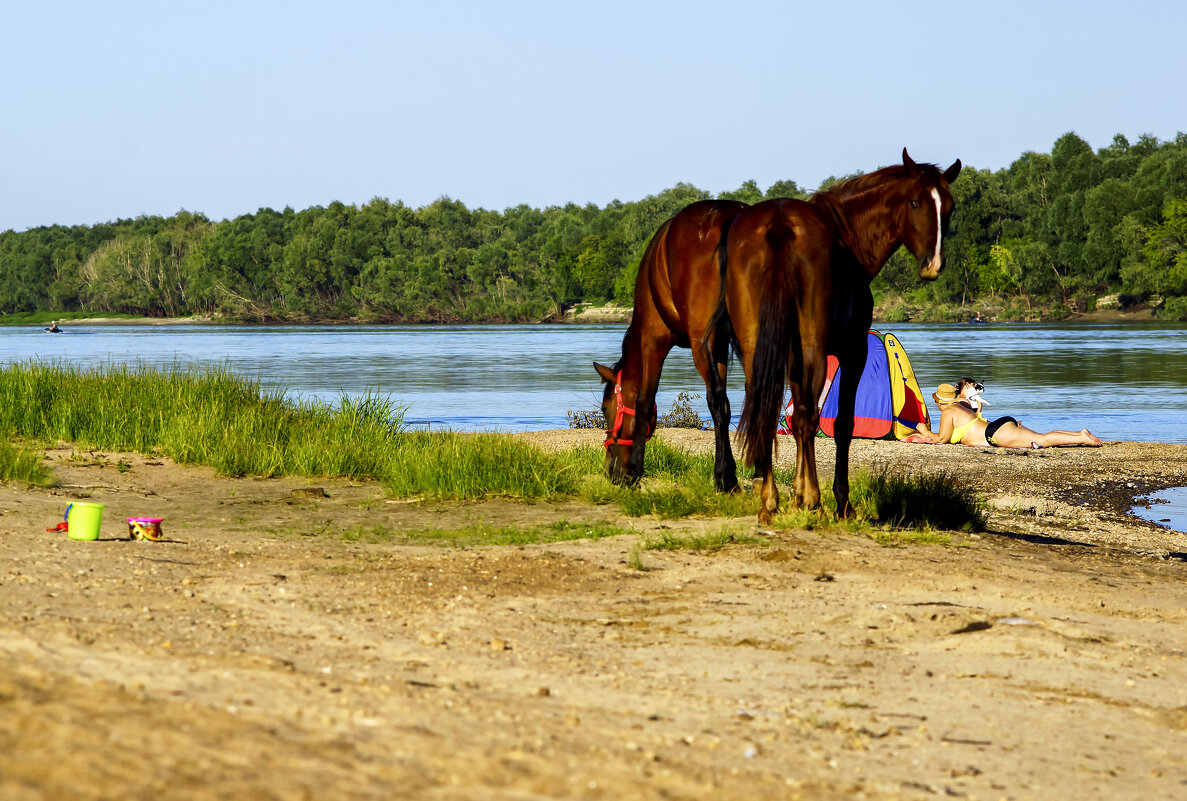 Лошади на пляже - Сергей Царёв