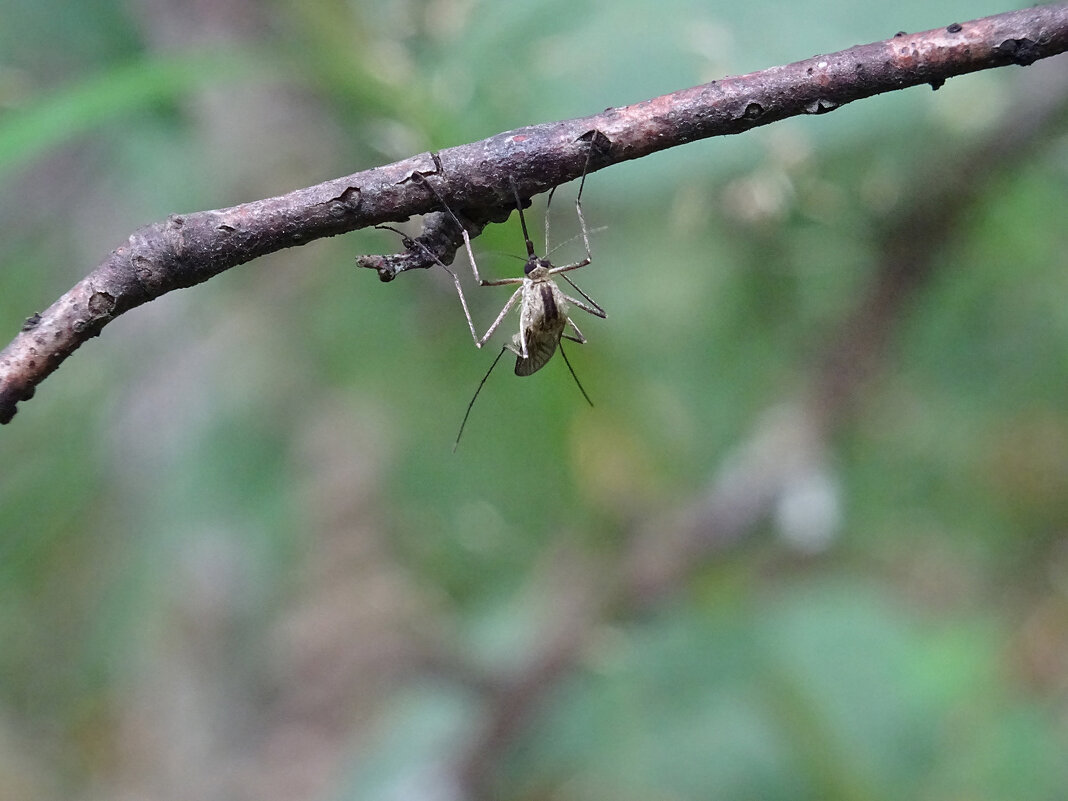 Комар (Culex pipiens) - Денис Бочкарёв