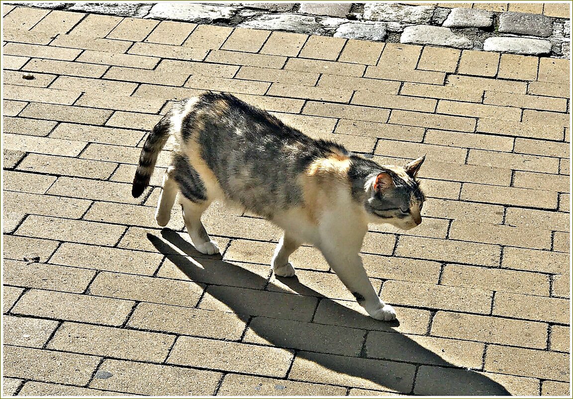 Важный зеленоградский кот. - Валерия Комова