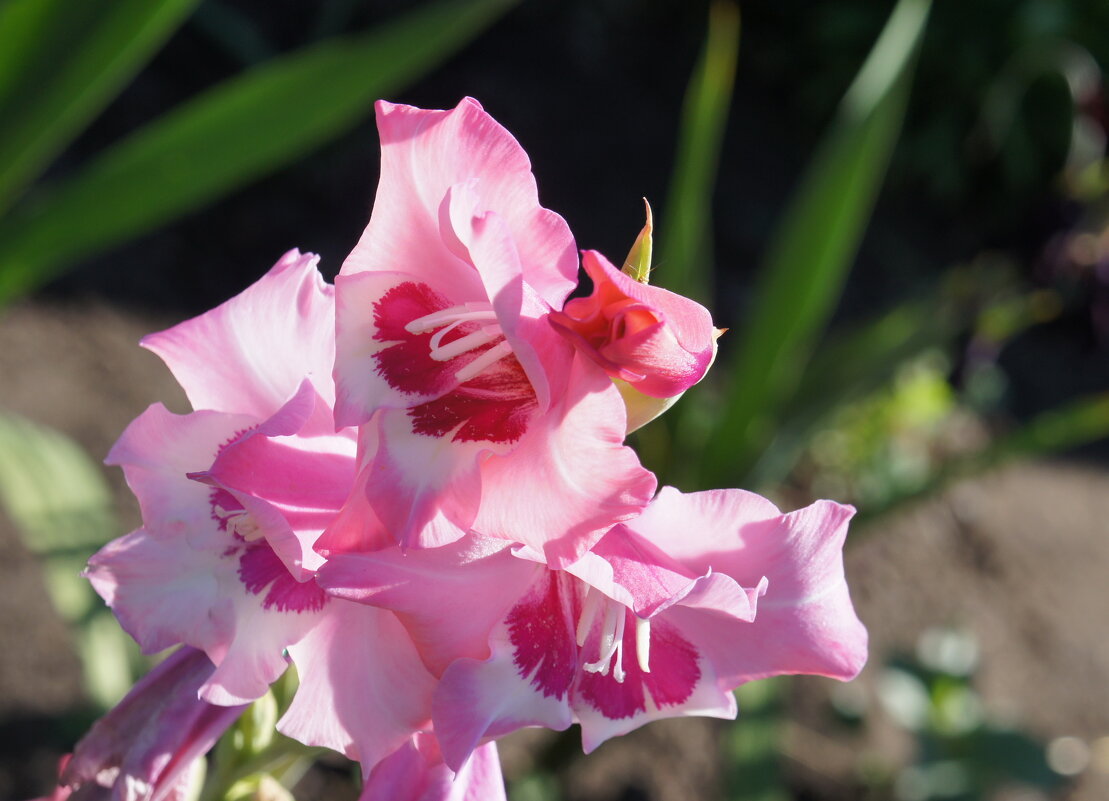 Цветок гладиолуса.(1) - сергей 