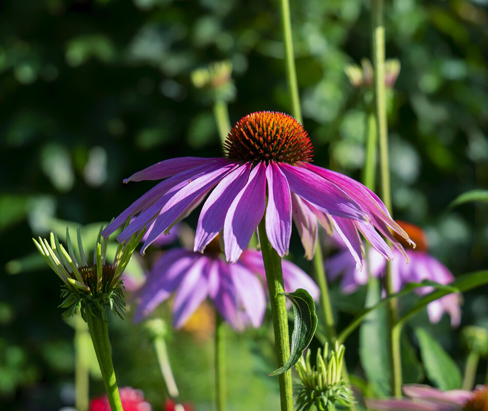 echinacea - Zinovi Seniak