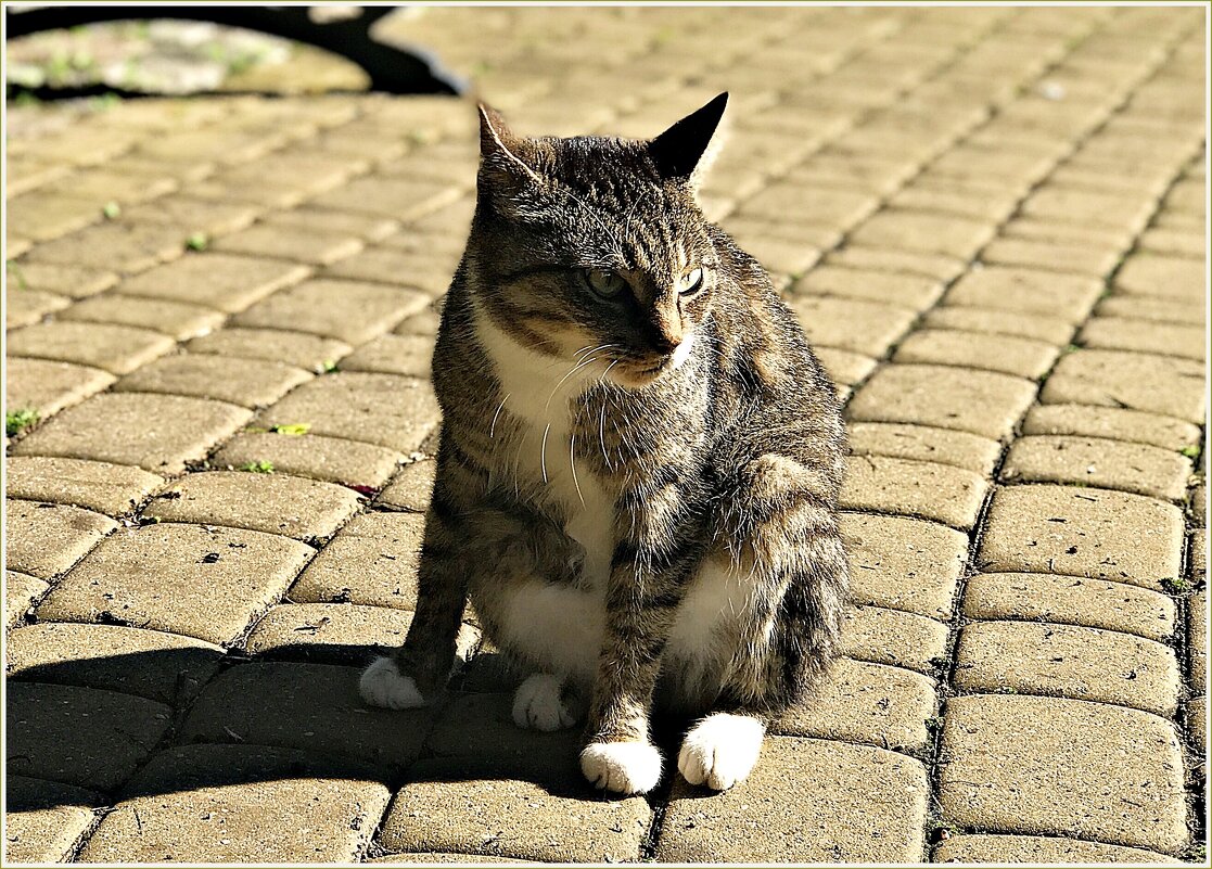 Зеленоградский кот. - Валерия Комова