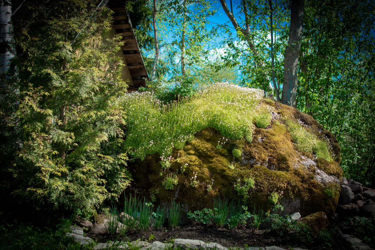 Цветущий мох на камне - Олег Миндлин