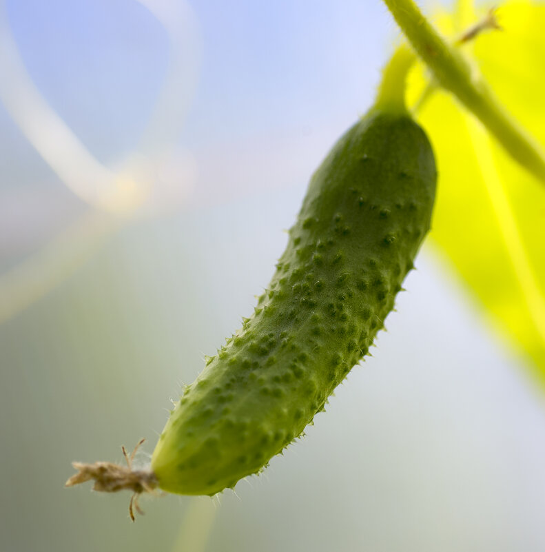 cucumber - Zinovi Seniak