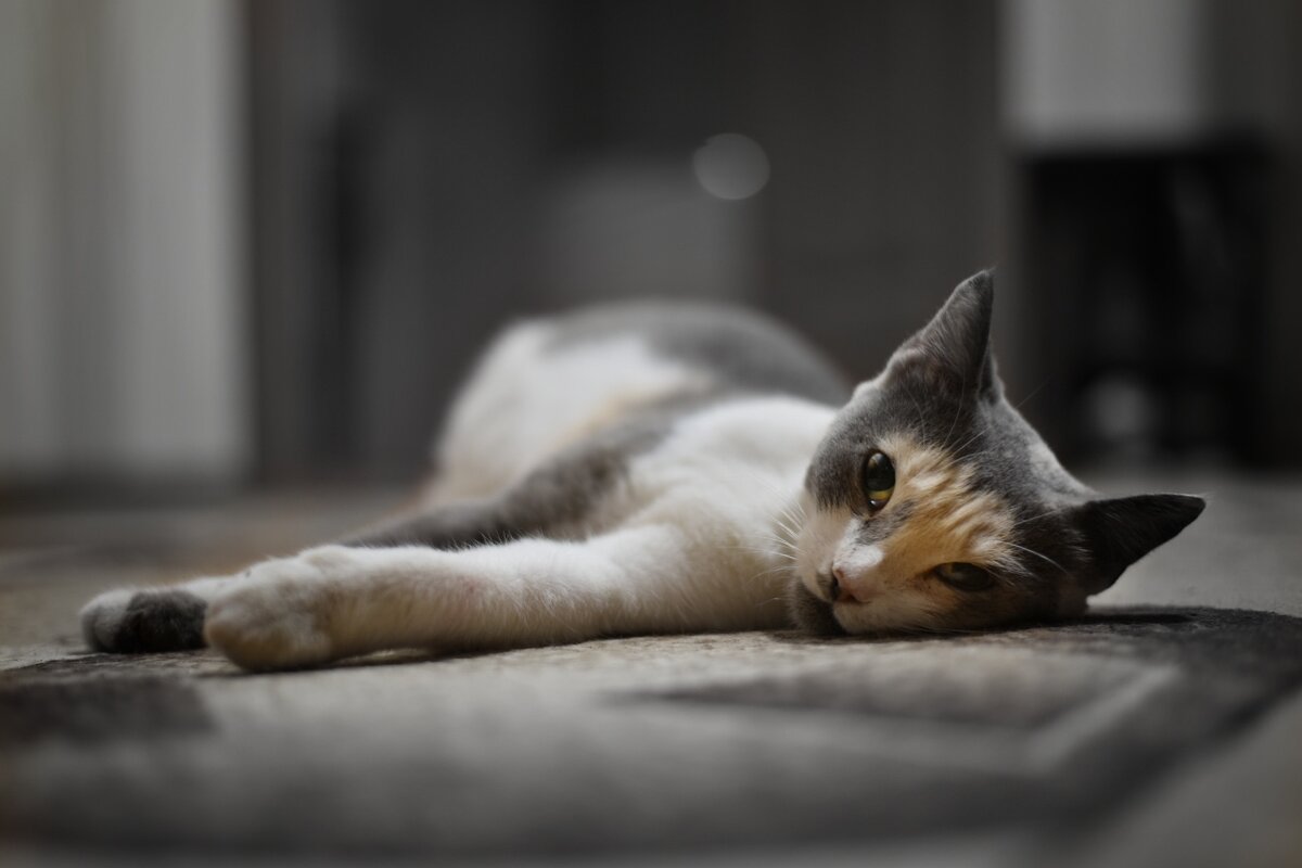 Кошка на отдыхе - Александр Довгий