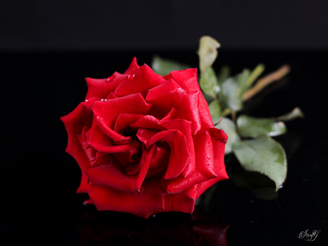 Красная роза - Irene Irene