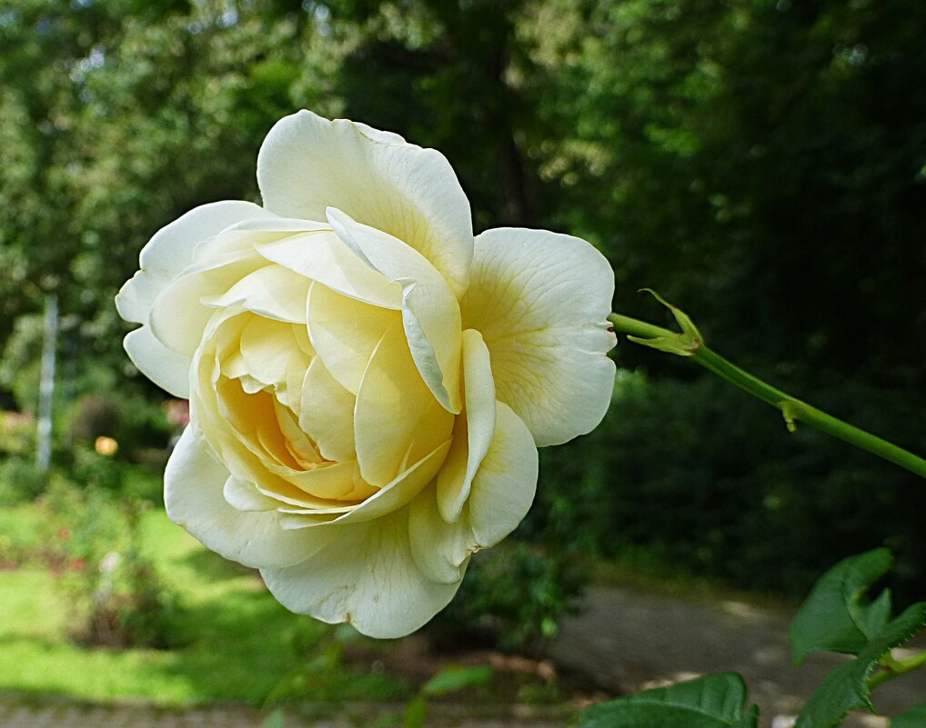 Белой розы красота чарует дивной чистотой - Лидия Бусурина