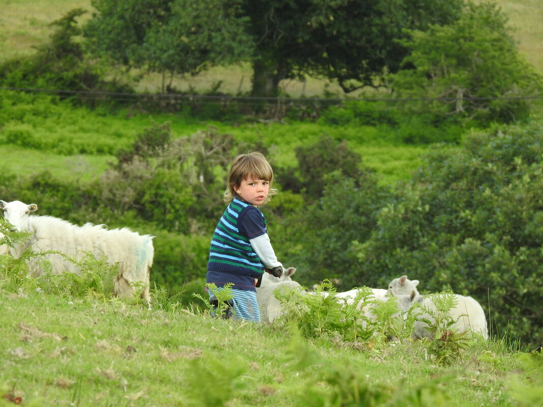 Мальчик среди овец - Natalia Harries