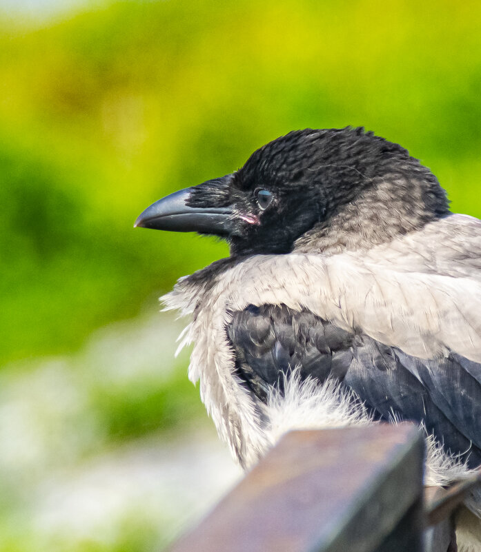 птенец вороны - petyxov петухов