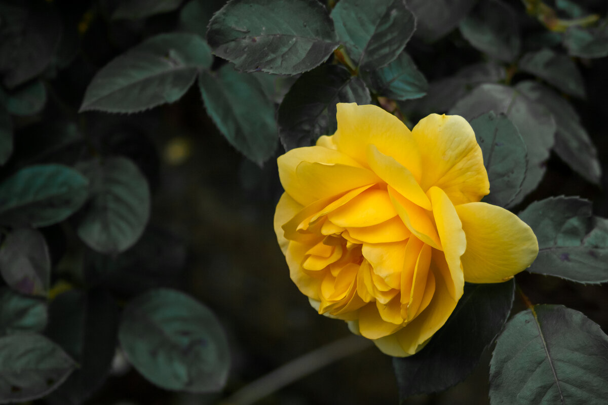 Желтая роза - эмблема печали - Игорь Викторов