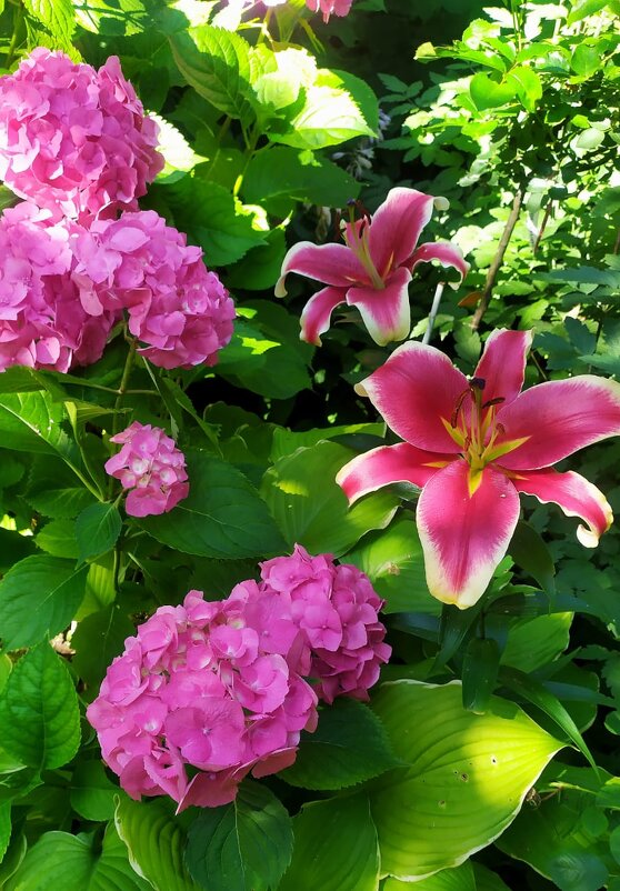 Сад в розовом наряде - minchanka 