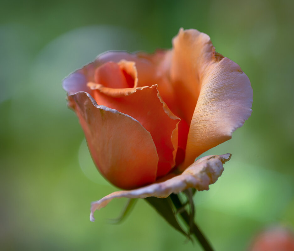 rose - Zinovi Seniak
