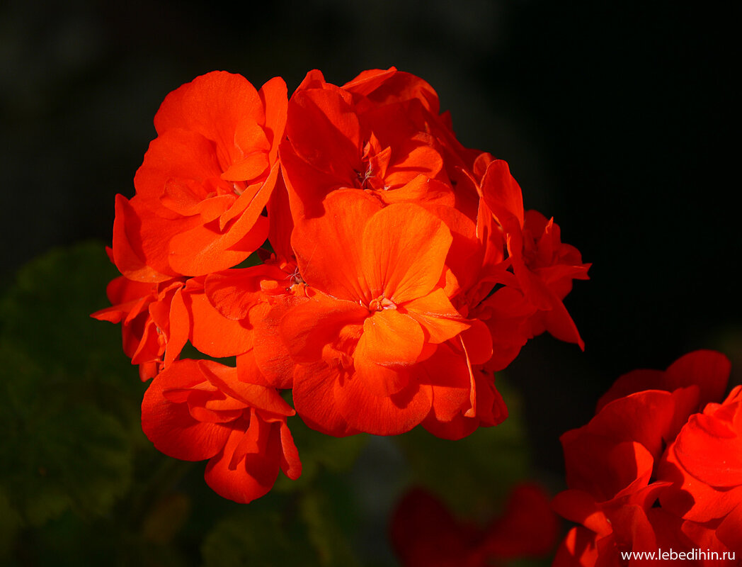 Цветы на солнце - Дмитрий Лебедихин