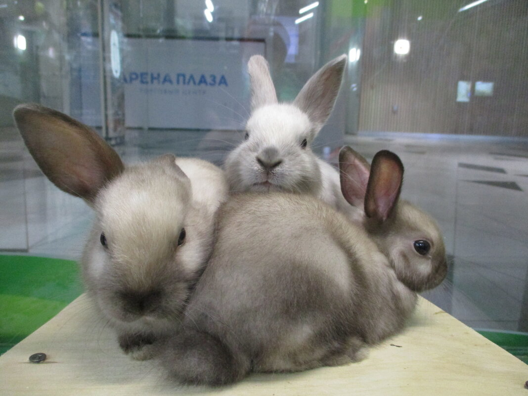 Кролики-малыши. - Зинаида 