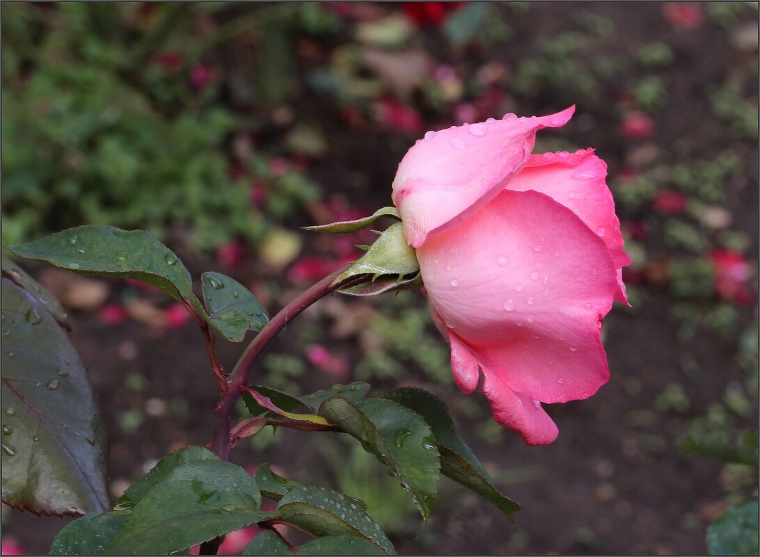 Сентябрьская роза - ZNatasha -