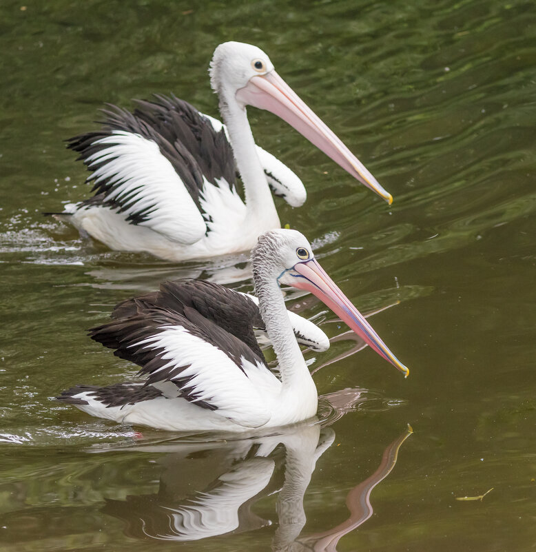 пеликаны - Lada Kozlova