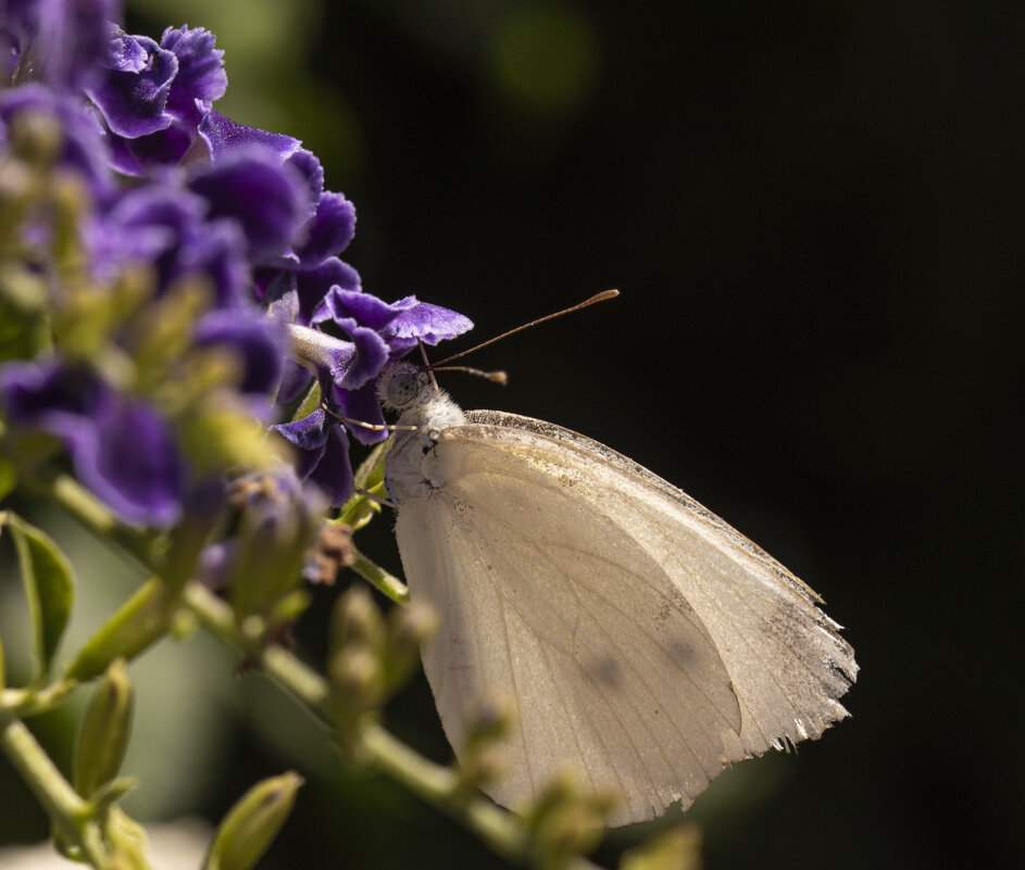 Самба белой бабочки - Tatiana Kolnogorov