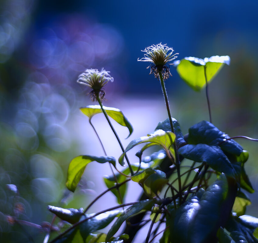 end of flowering - Zinovi Seniak