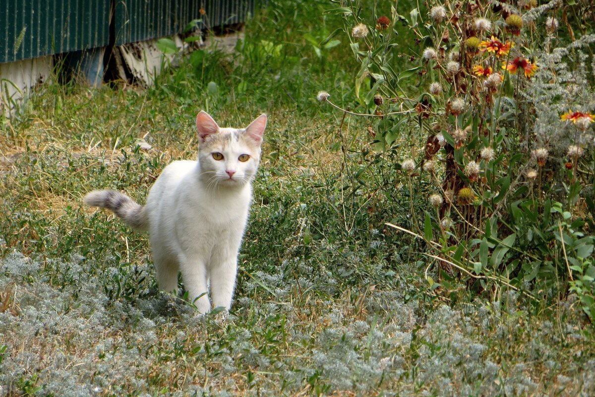 Кошка в осеннем пейзаже - Татьяна Смоляниченко
