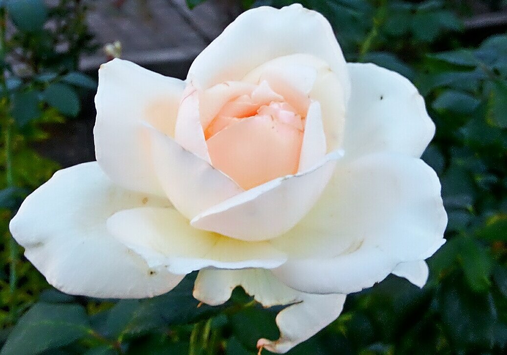 Белая роза - Владимир Бровко