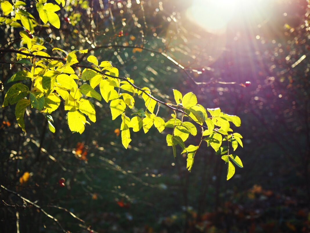 Осеннего солнца лучи - wea *