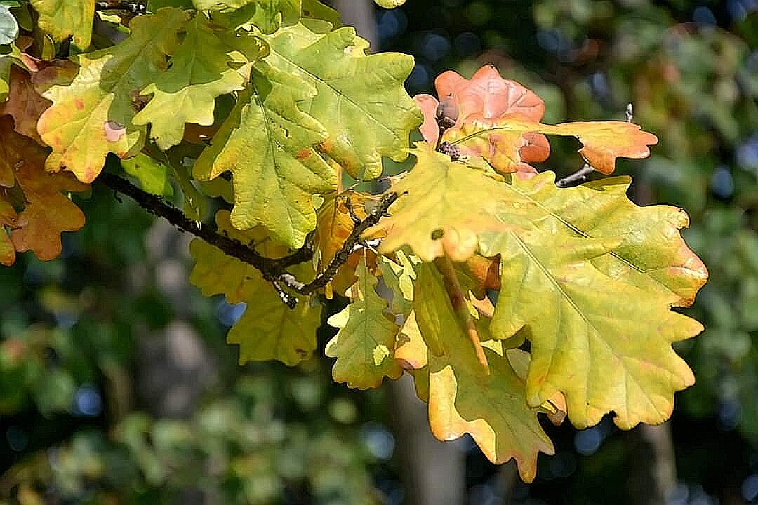 Осенние листья. - Михаил Столяров