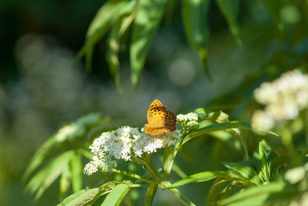 Бабочка в своей естественной среде - Таня Горбачева