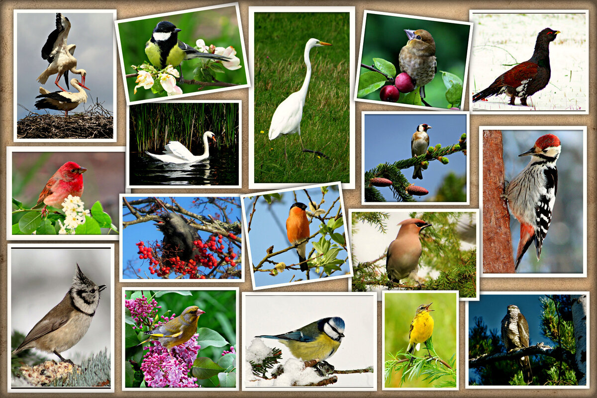 птицы фото и состав