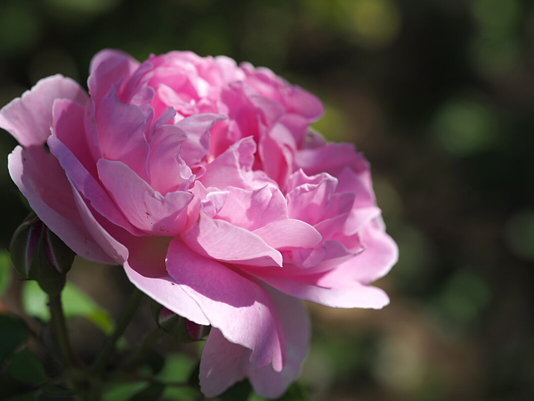 Чайно-гибридная роза "Eglantyne" - wea *
