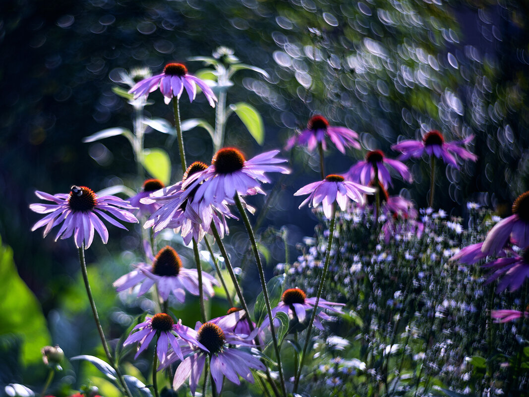 in the garden - Zinovi Seniak