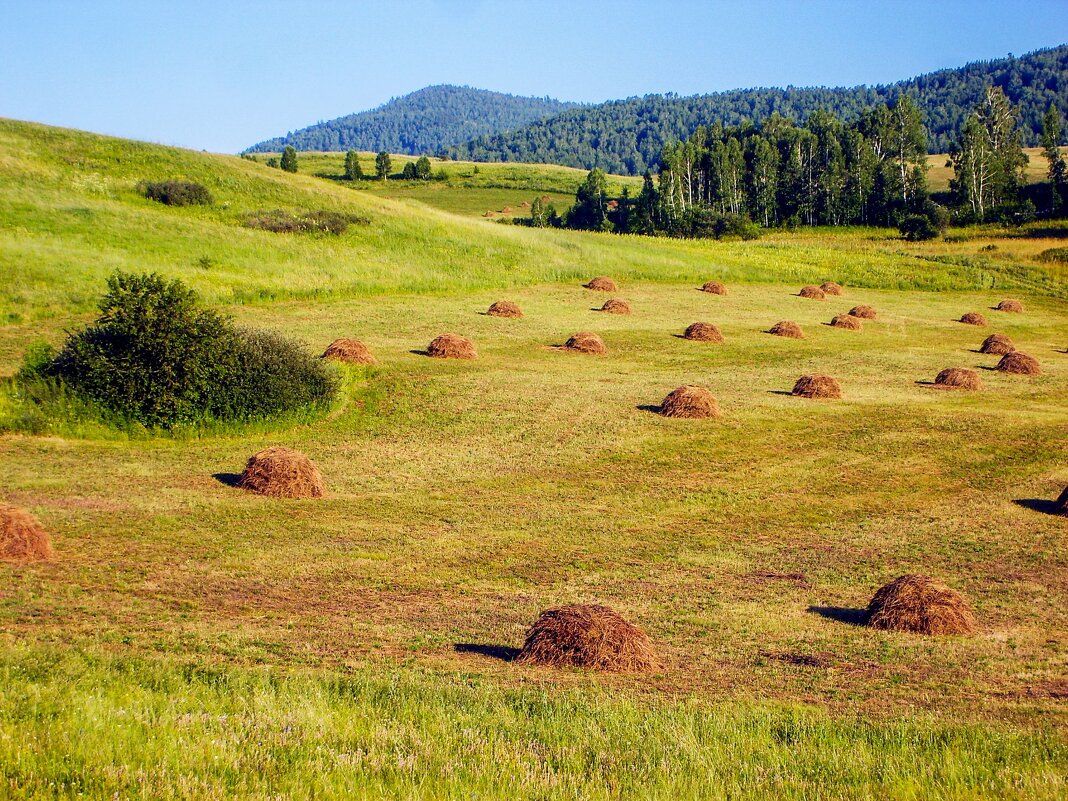 Копны сена на поле близ села Чиланы, Хакасия - Максим Ахпашев