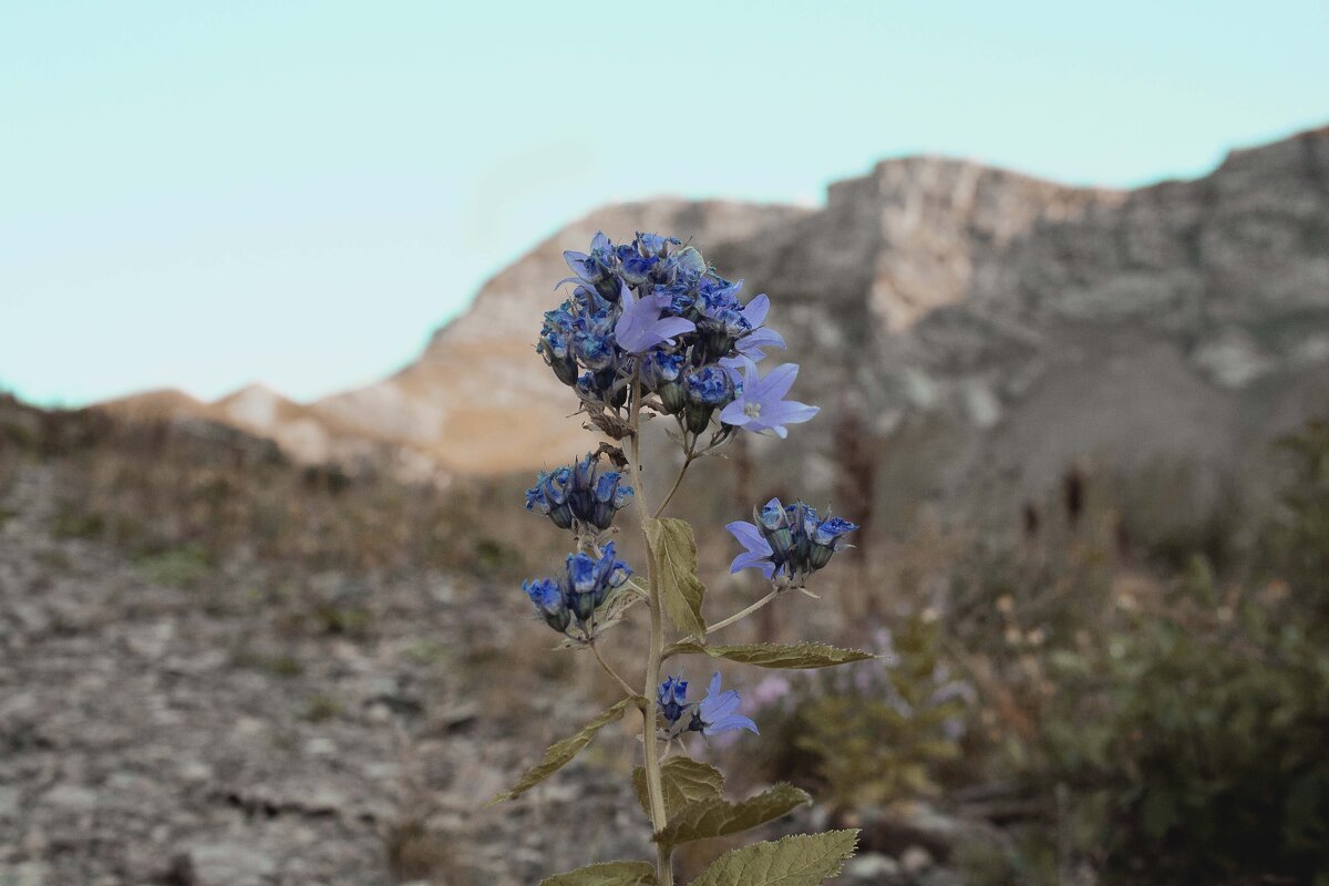 FLOWER - Anna Rimira