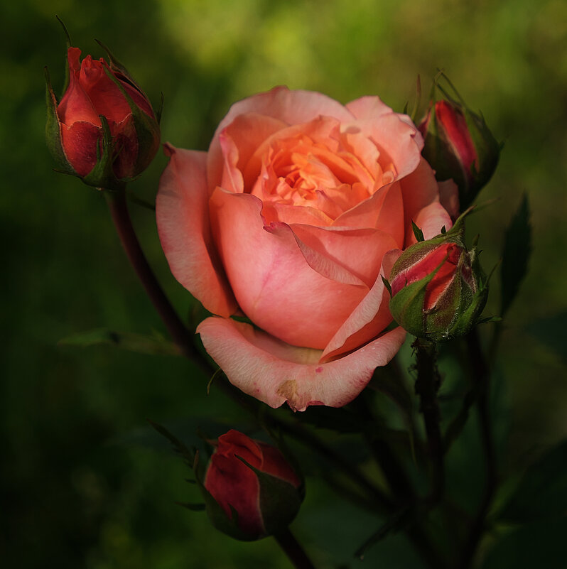 Розы в саду. - Елена Савчук 