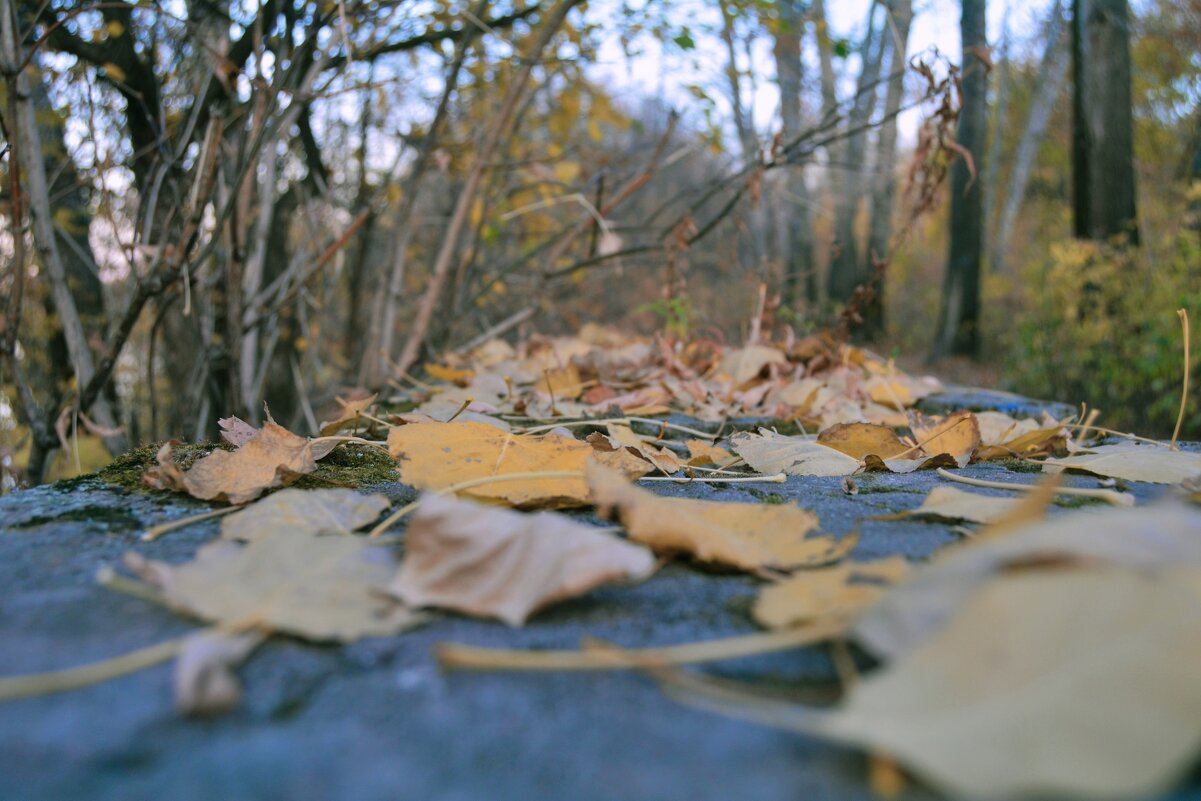 Падают листья - Yulia Raspopova