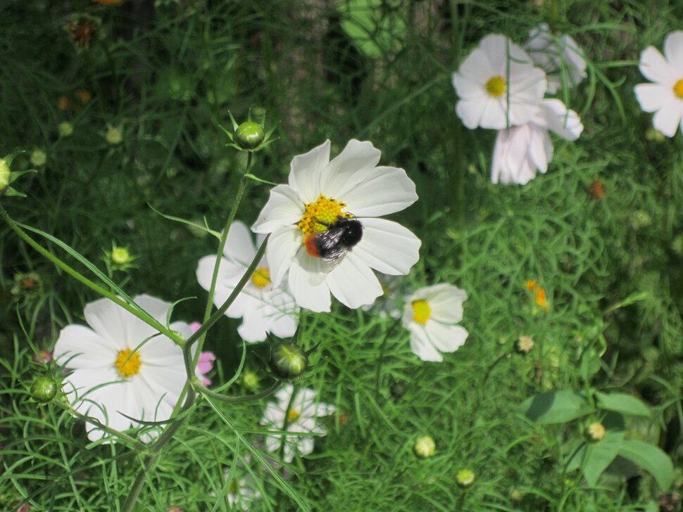 Дружат пчёлка и цветок - Дмитрий Никитин