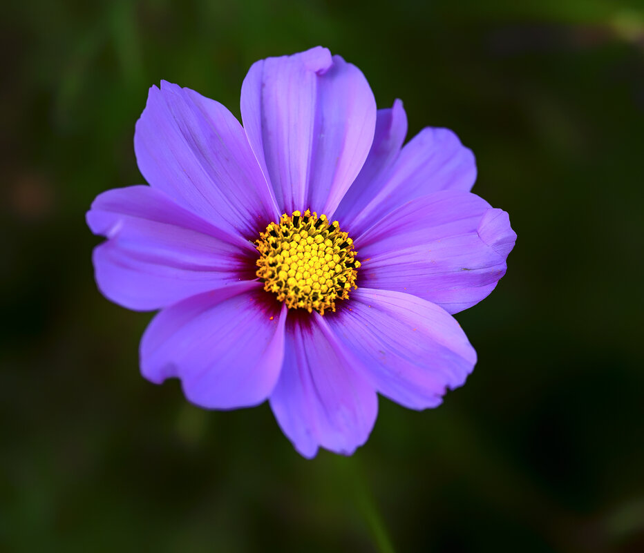 in purple - Zinovi Seniak