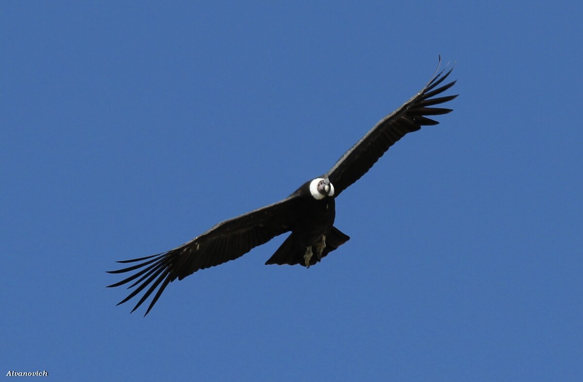 El Condor Pasa (Vuelo del Cóndor). - Андрей Иванович (Aivanovich-2009)