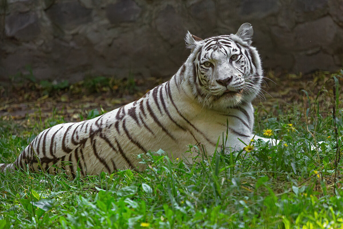 Бенгальский тигр - Владимир Габов