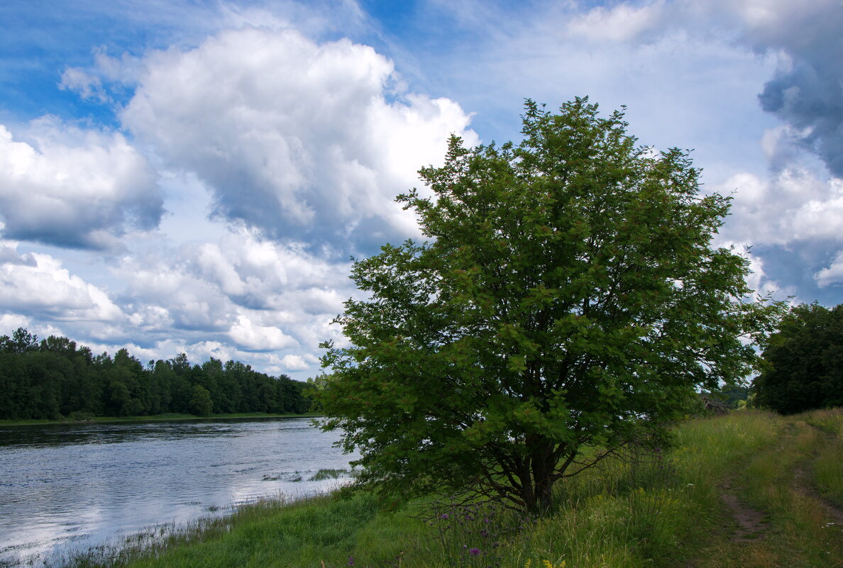 Дерево на берегу реки - lady v.ekaterina