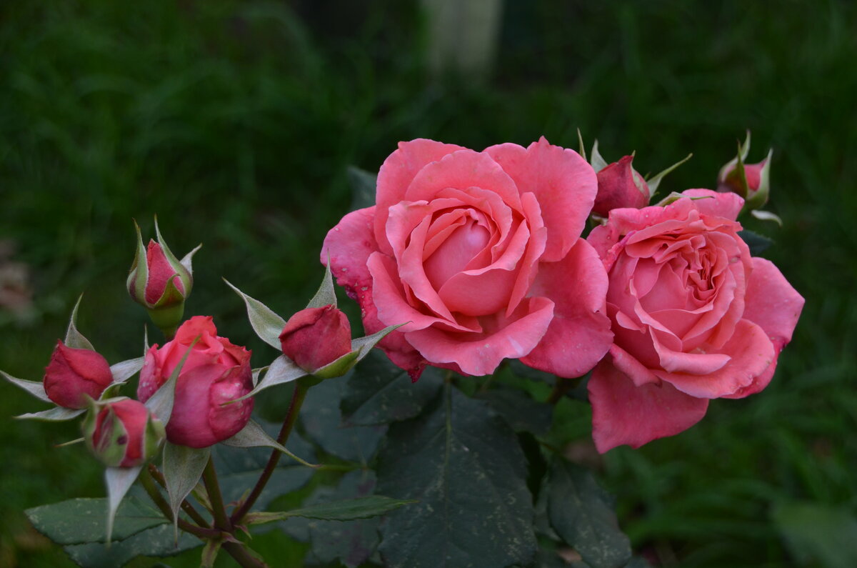 розы из моего сада - Лариса Терехова 