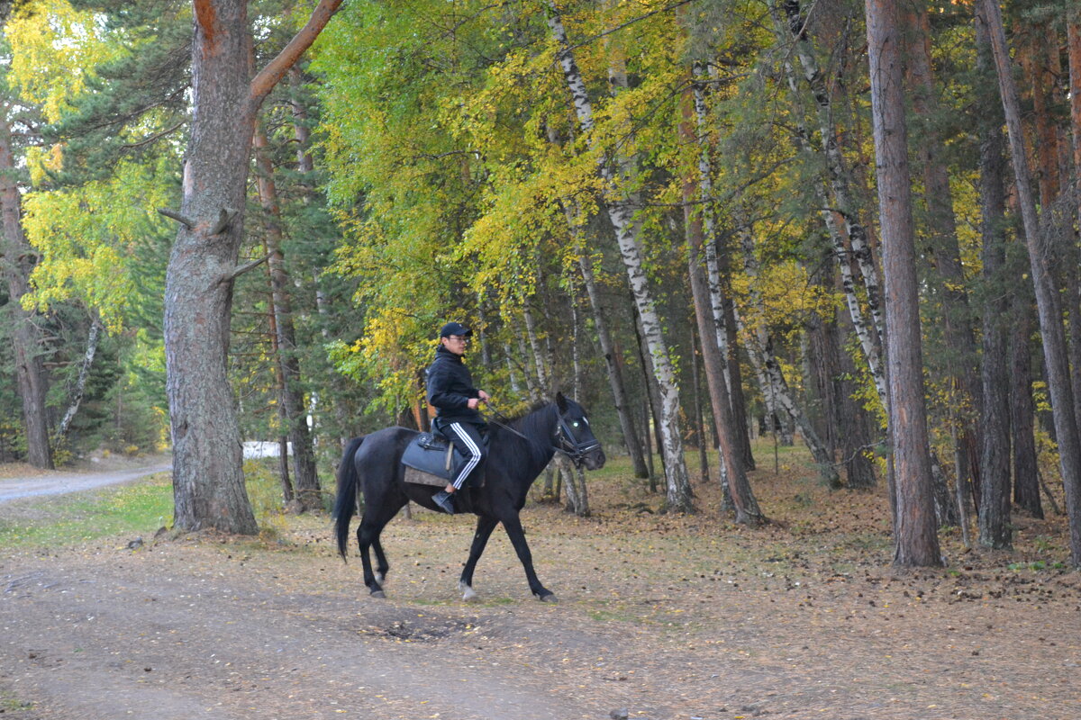 Конные походы в Каркаралинских лесах... - Андрей Хлопонин