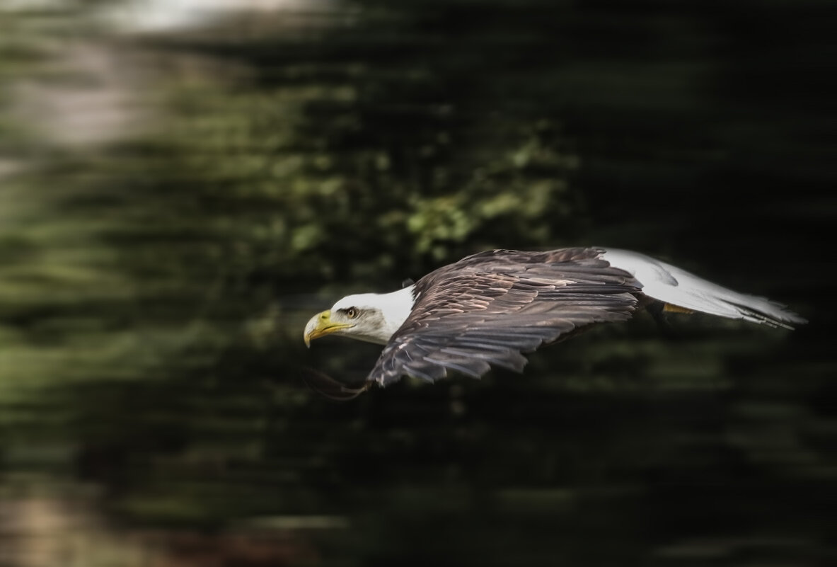 Полёт белоголового орлана - Alexander Andronik