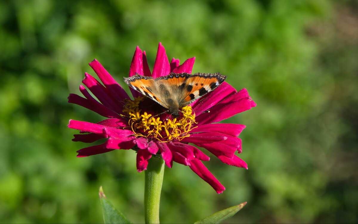 Бабочка и цветок - lady v.ekaterina